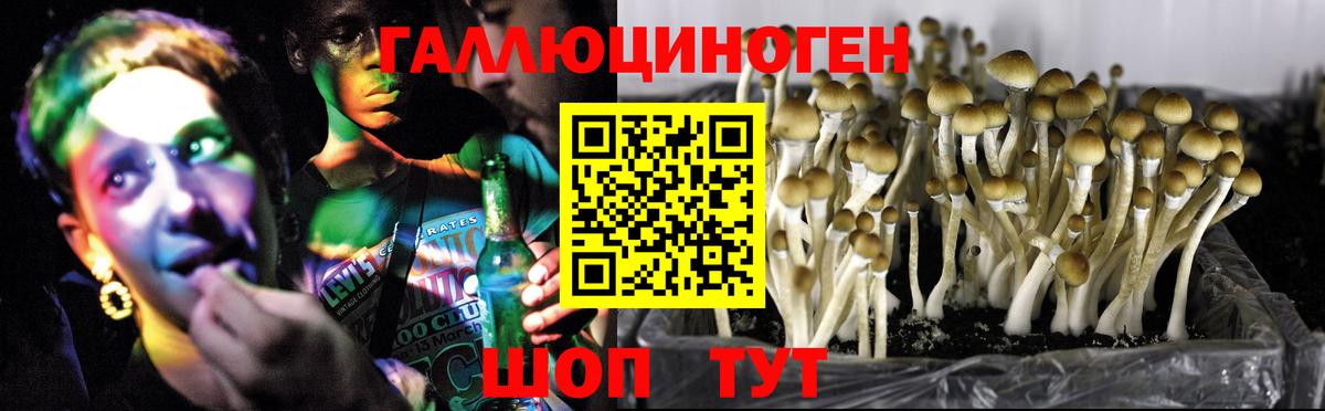 Псилоцибиновые грибы Psilocybe  Вход с VPN  Армавир 